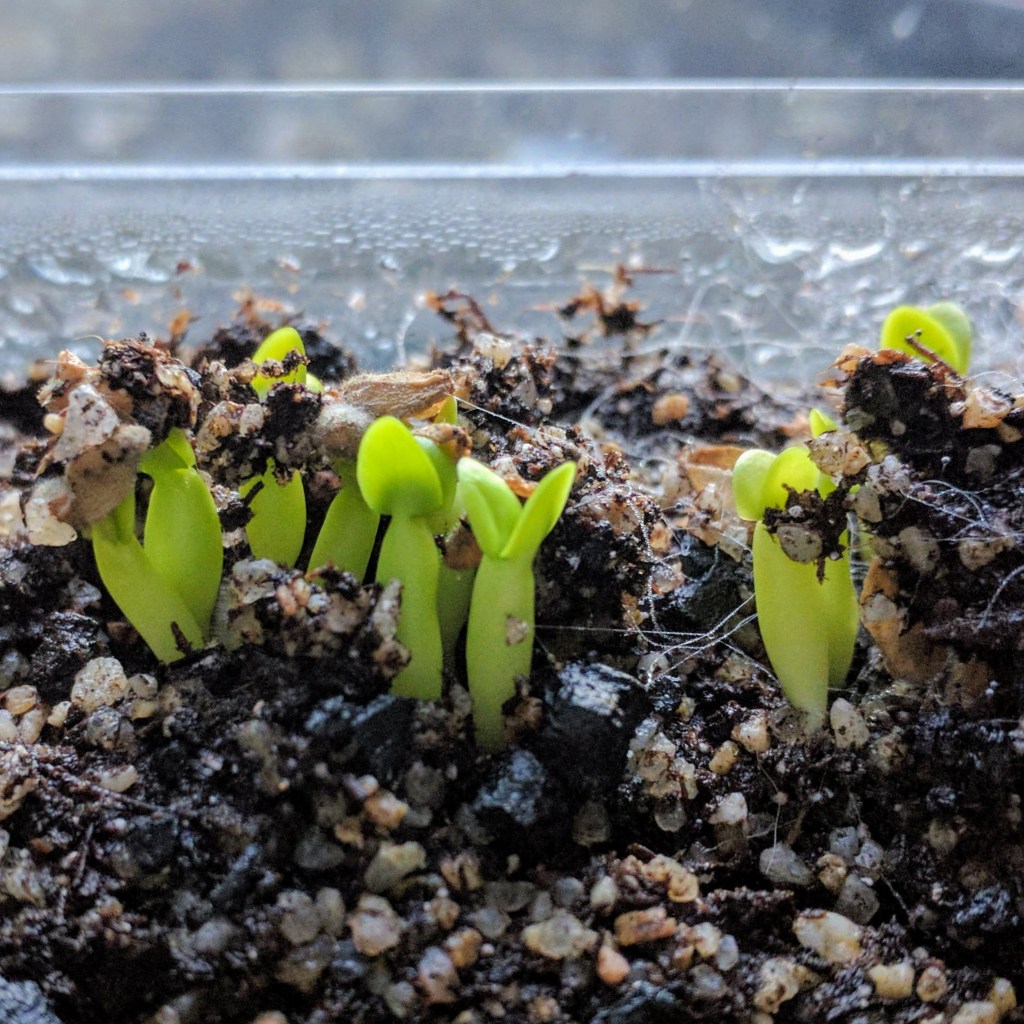Semis de Pachypodium bispinosum