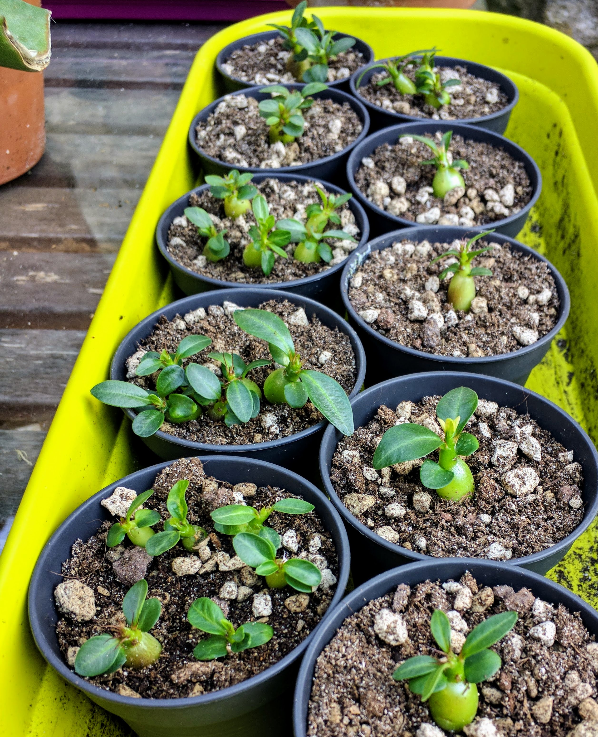 Repiquage de Pachypodium bispinosum