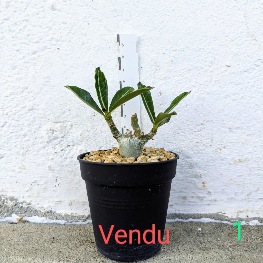 Adenium obesum à vendre 1