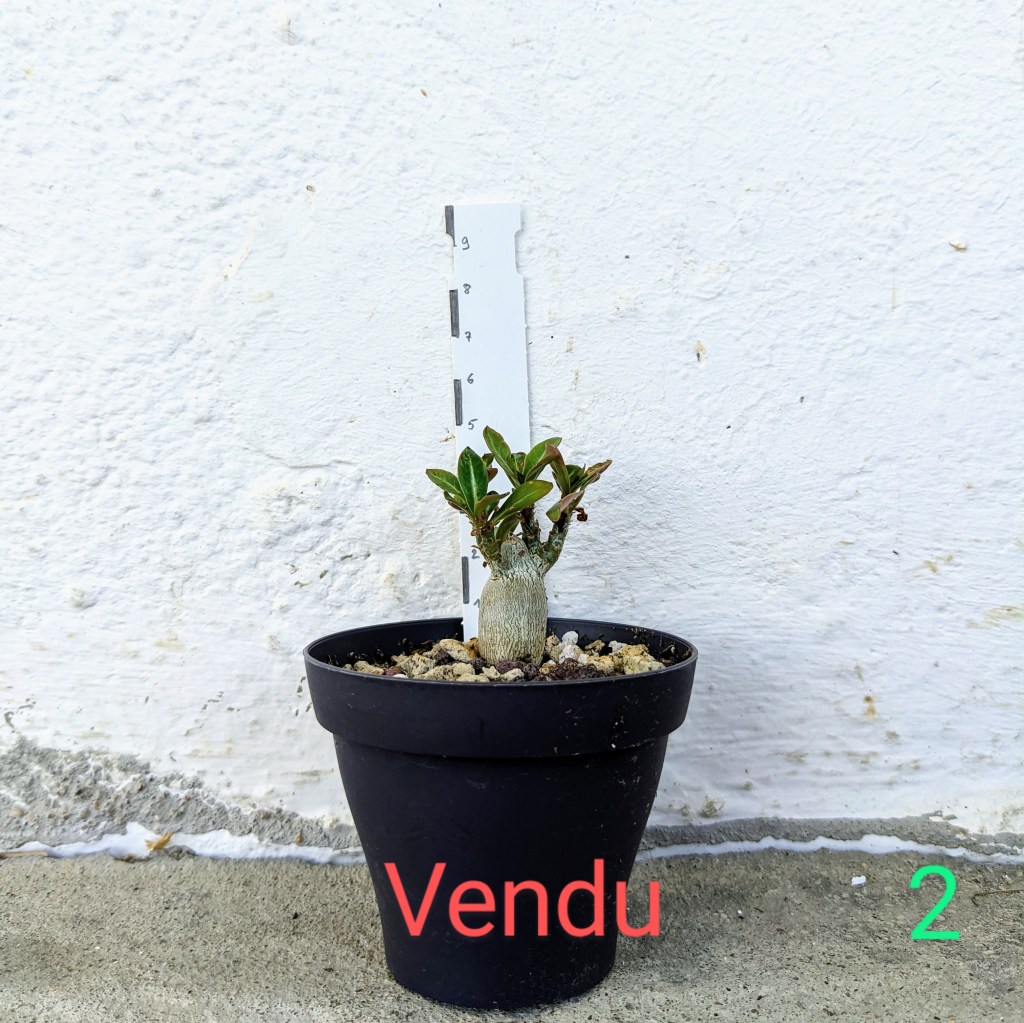 Adenium obesum à vendre 2