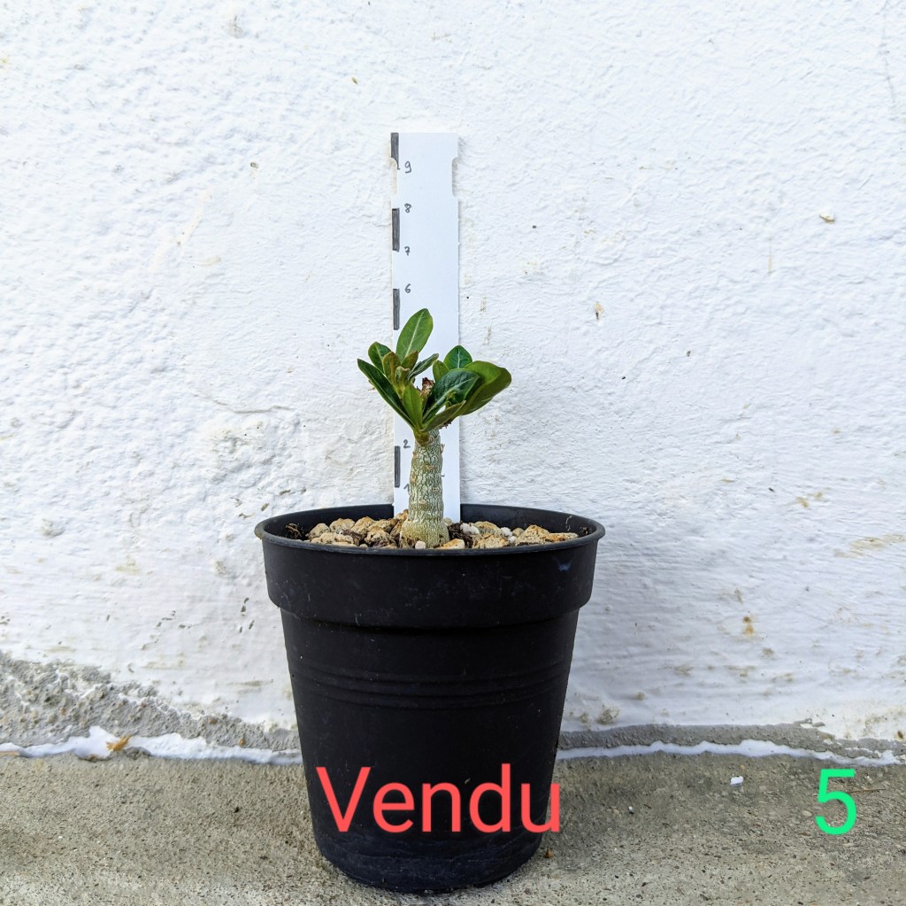Adenium obesum à vendre 5