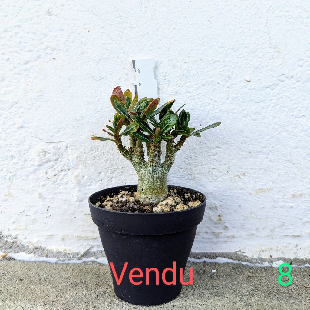 Adenium obesum à vendre 8