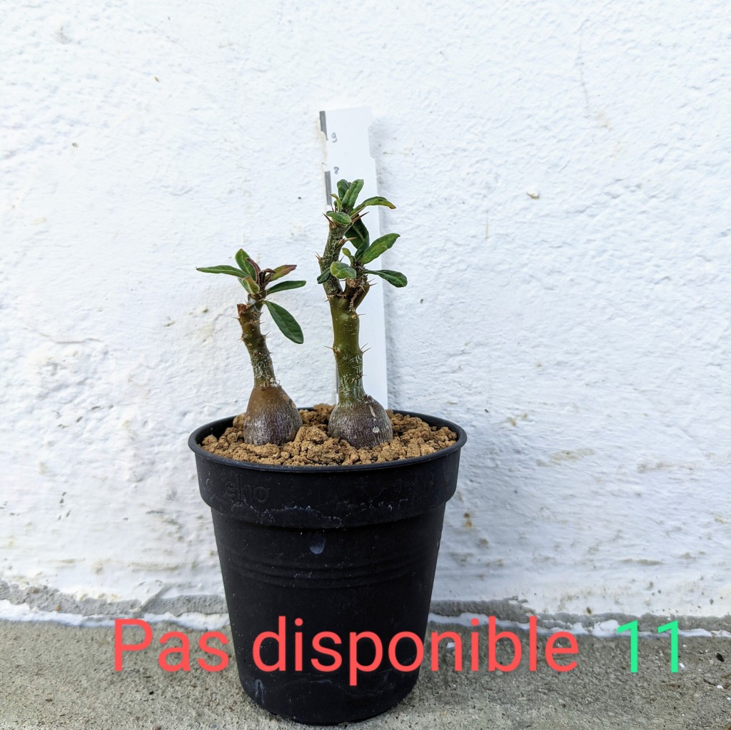 Lot de 2 Pachypodium bispinosum