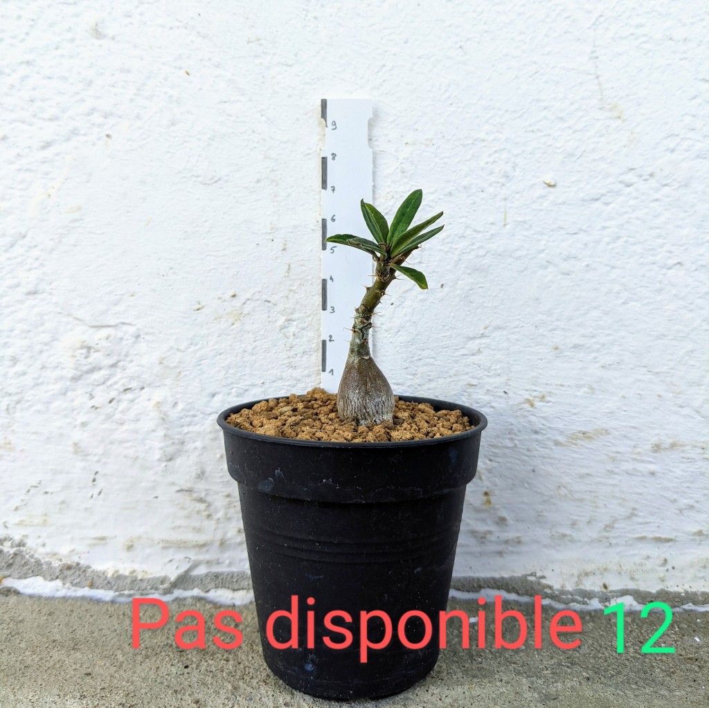 Pachypodium bispinosum 12