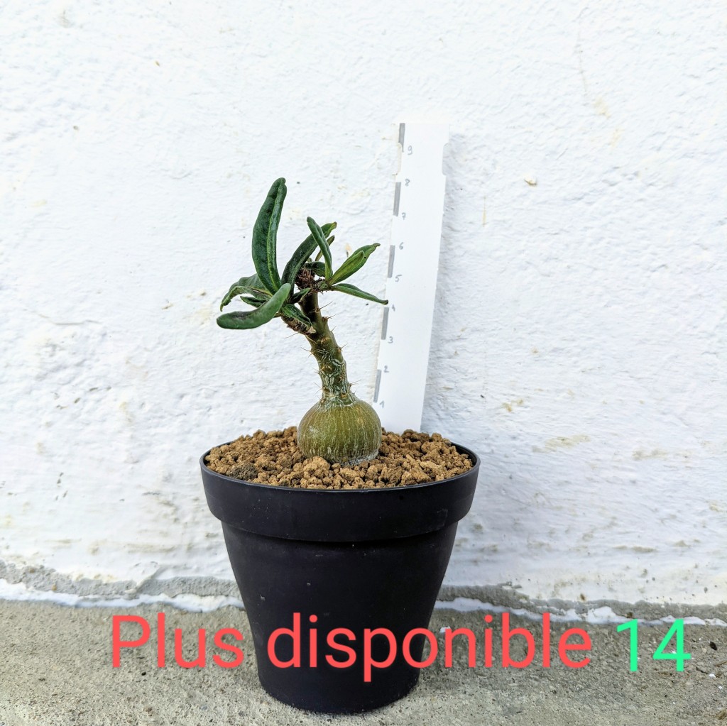 Pachypodium bispinosum 14