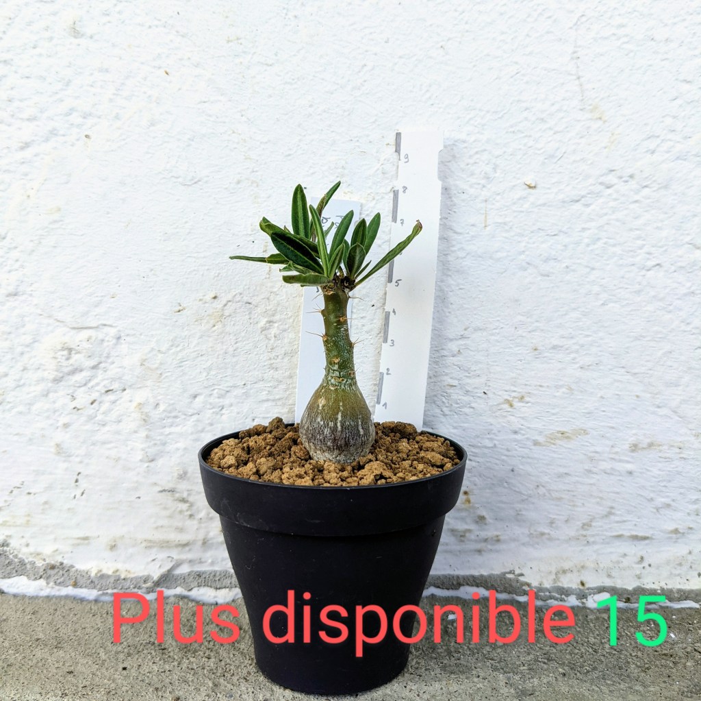 Pachypodium bispinosum 15