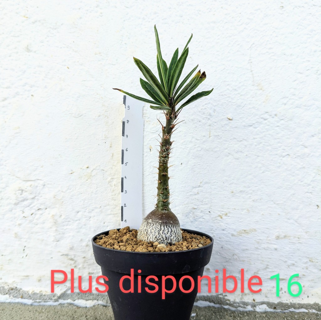 Pachypodium bispinosum 16