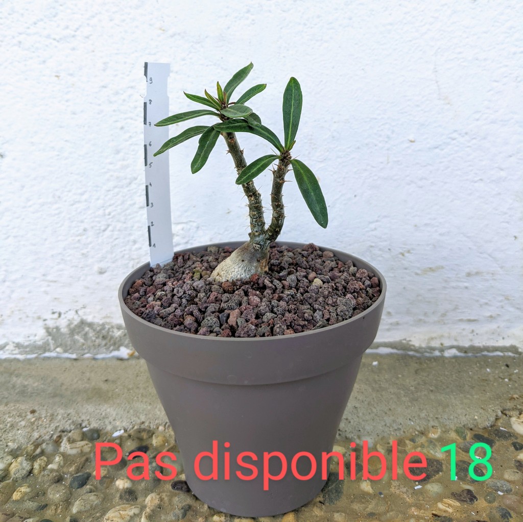 Pachypodium bispinosum 18