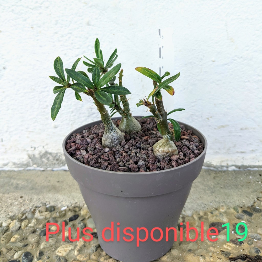 lot de 3 Pachypodium bispinosum