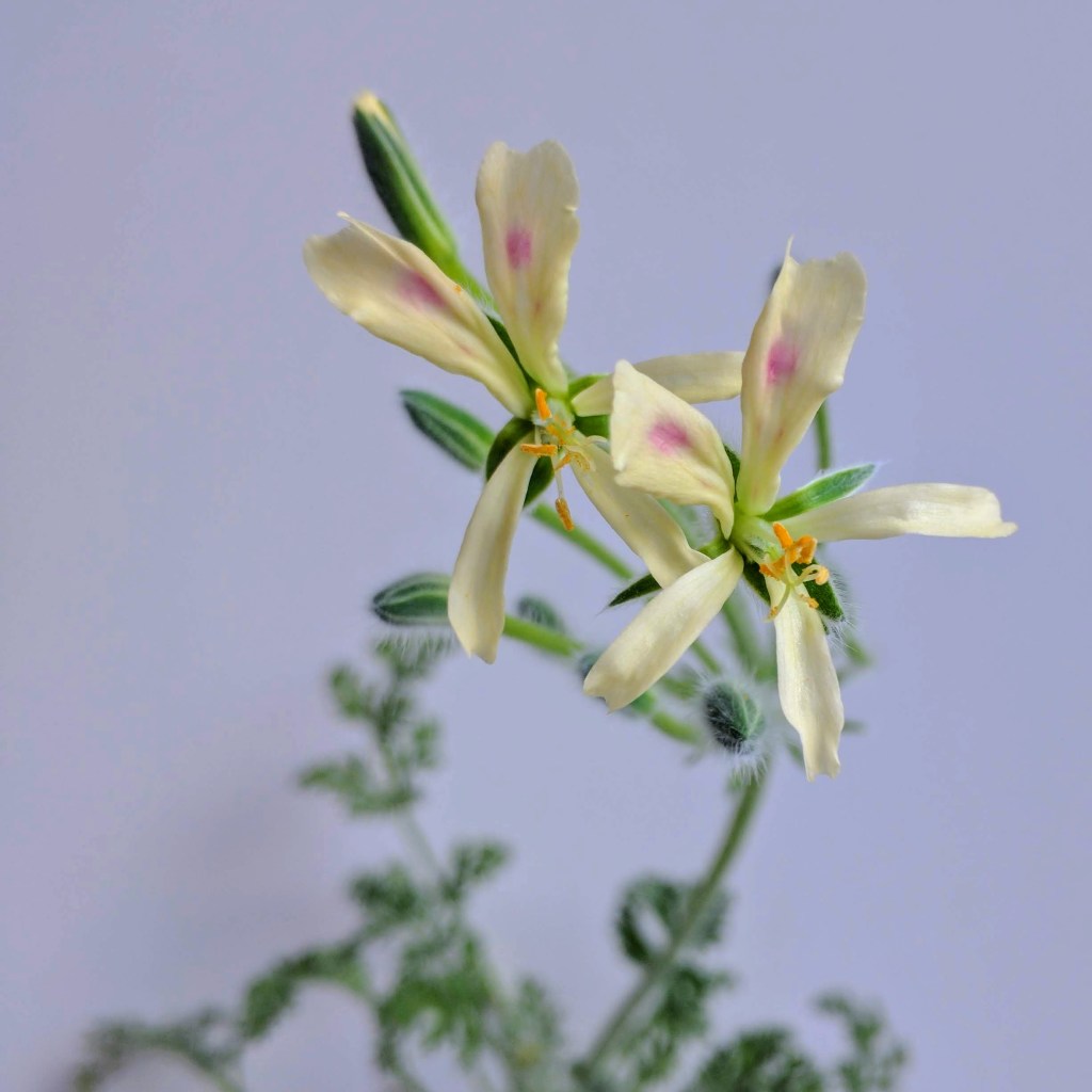 Pelargonium appendiculatum