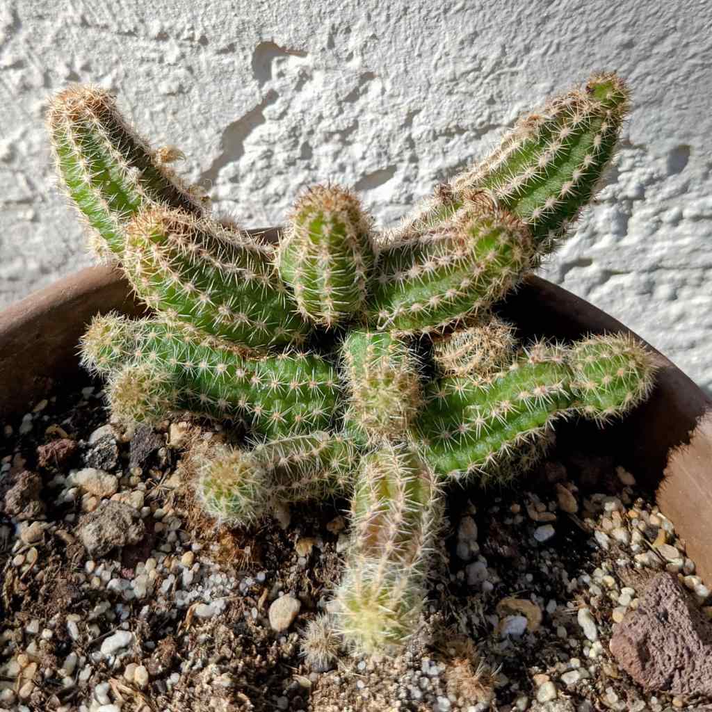 Echinopsis chamaecereus

