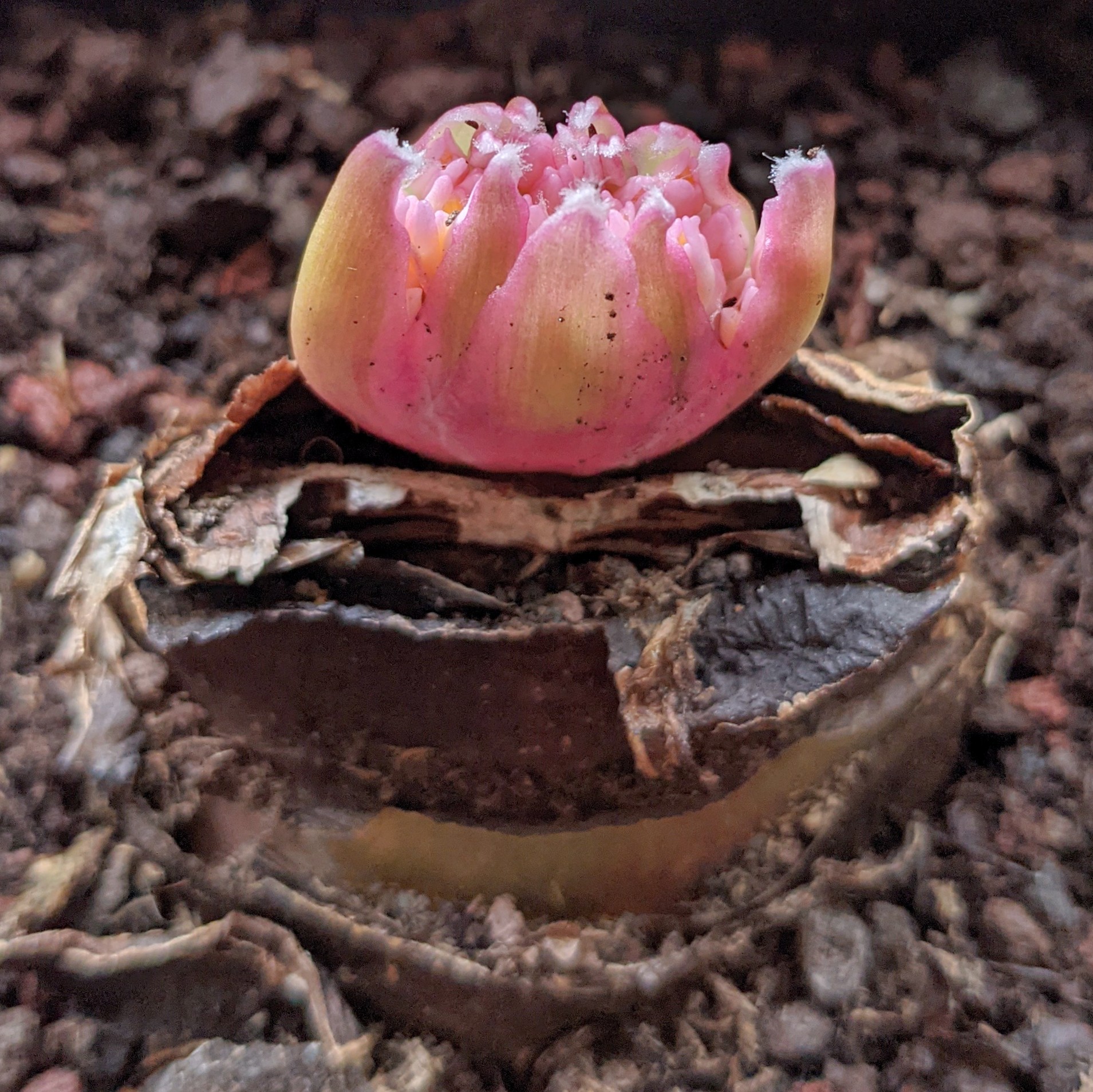 Haemanthus humilis