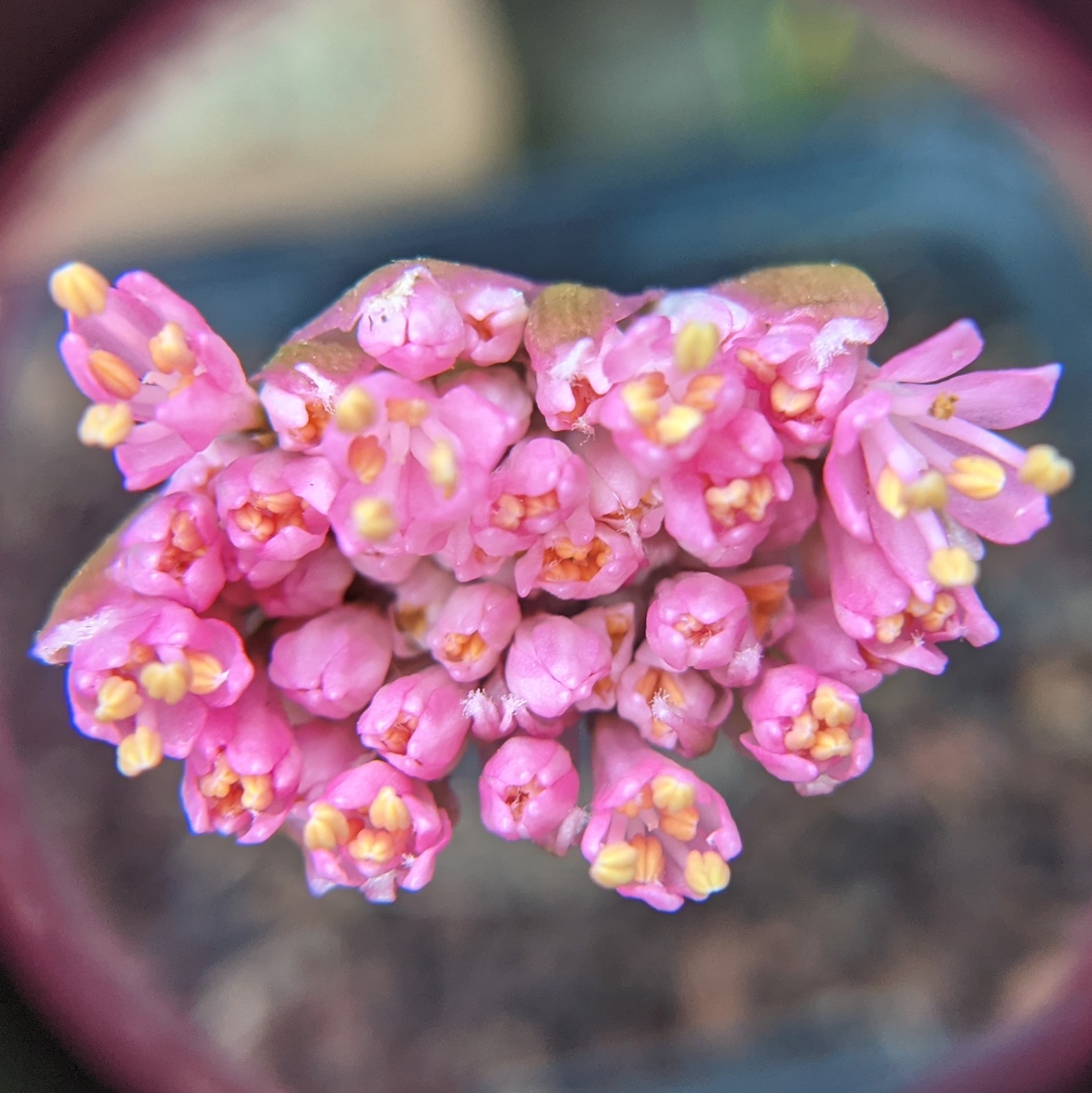 Fleurs d'Haemanthus humilis qui commencent à s'ouvrir