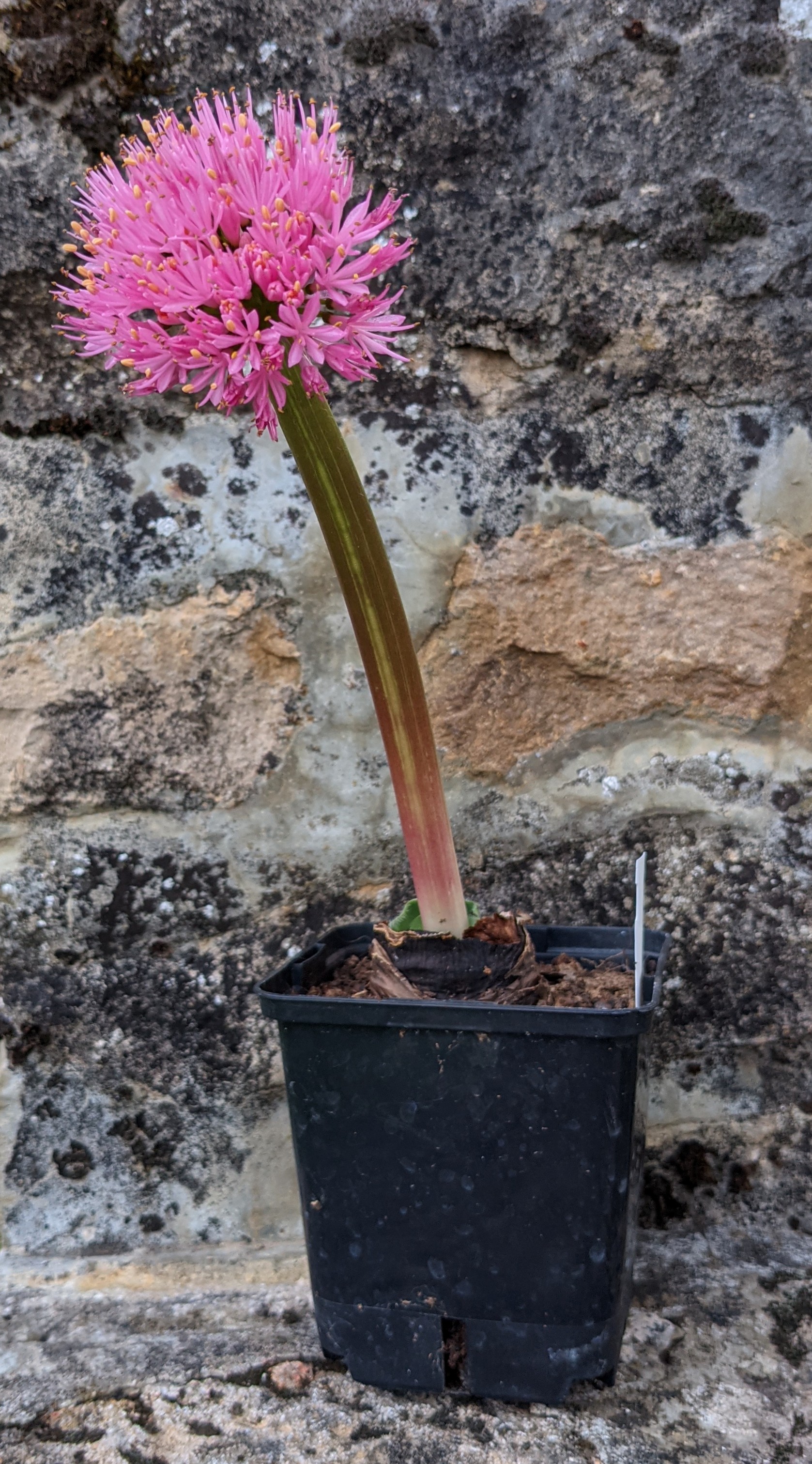 Fleur d'Haemanthus humilis