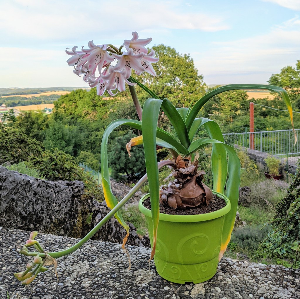 Crinum maccowanii en fleurs