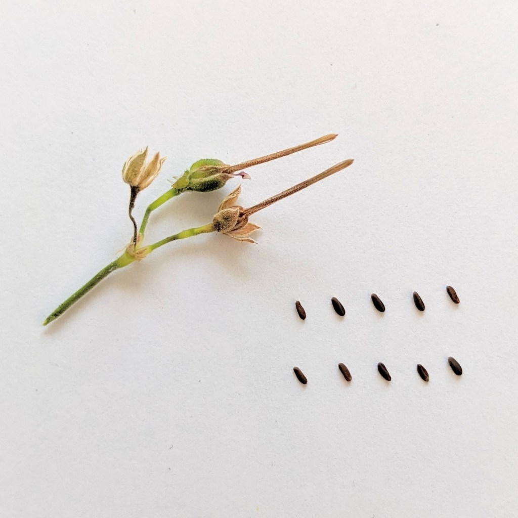 Graines de Pelargonium nanum