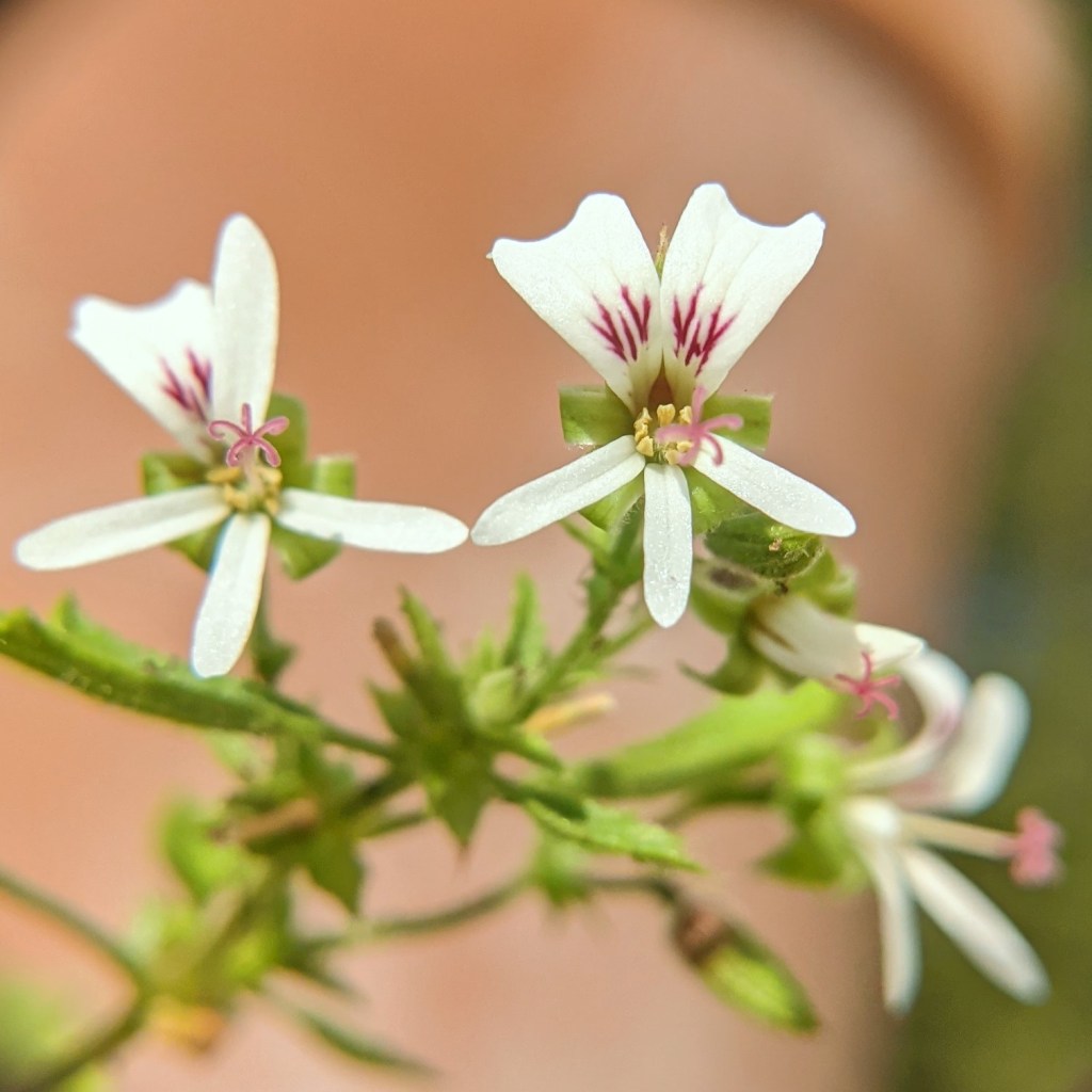 Pelargonium ribifolium
