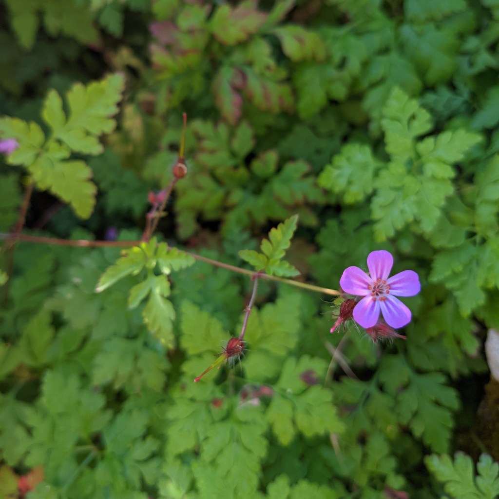 Geranium robertianum

