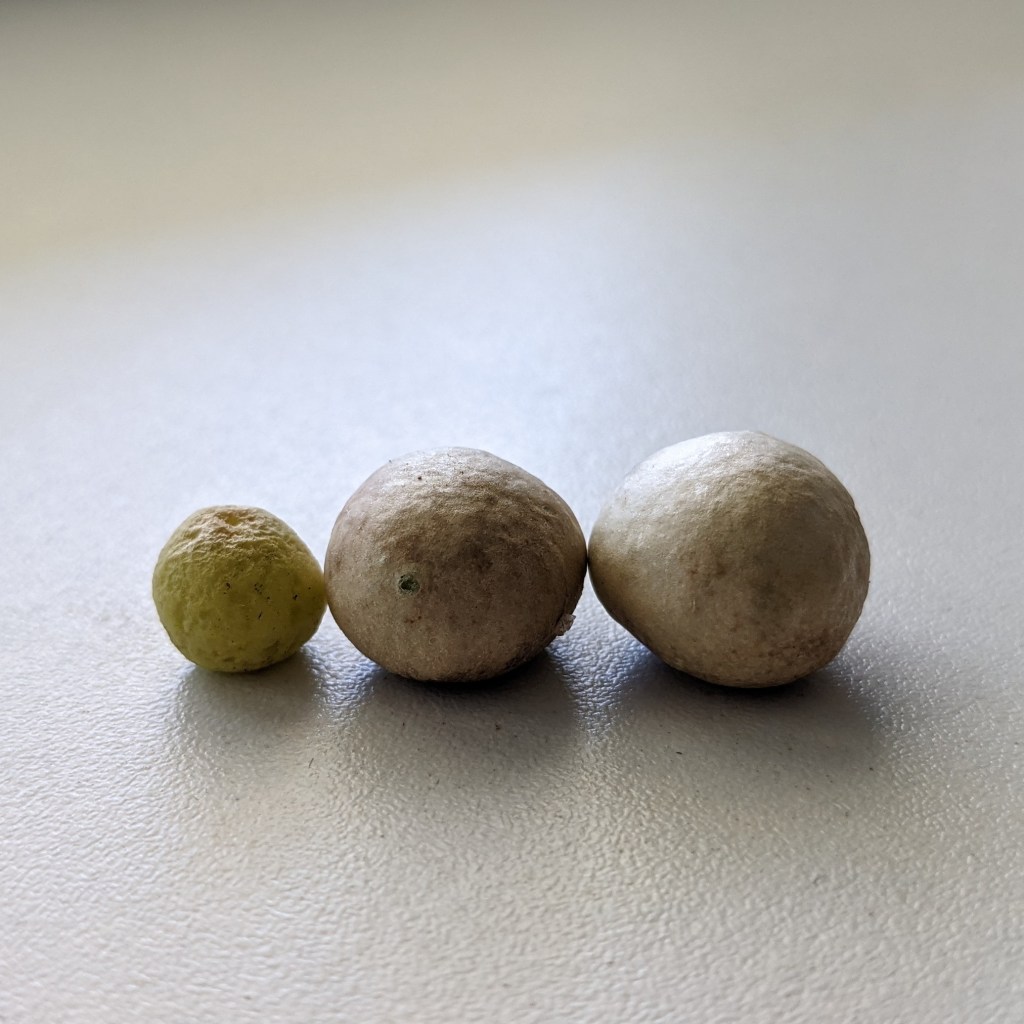 Graines de Crinum maccowanii