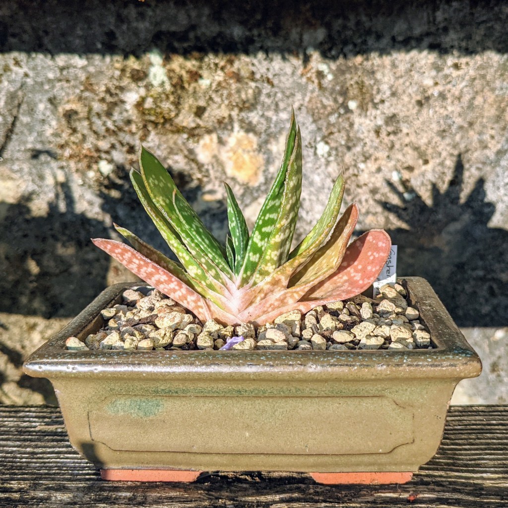 Photo de Gasteria brachyphylla