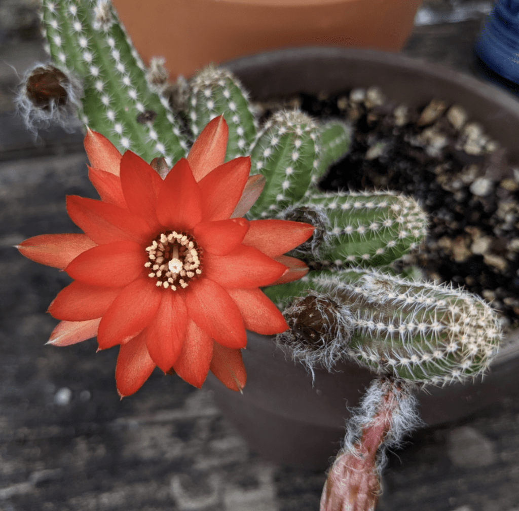 Feur d'Echinopsis chamaecereus

