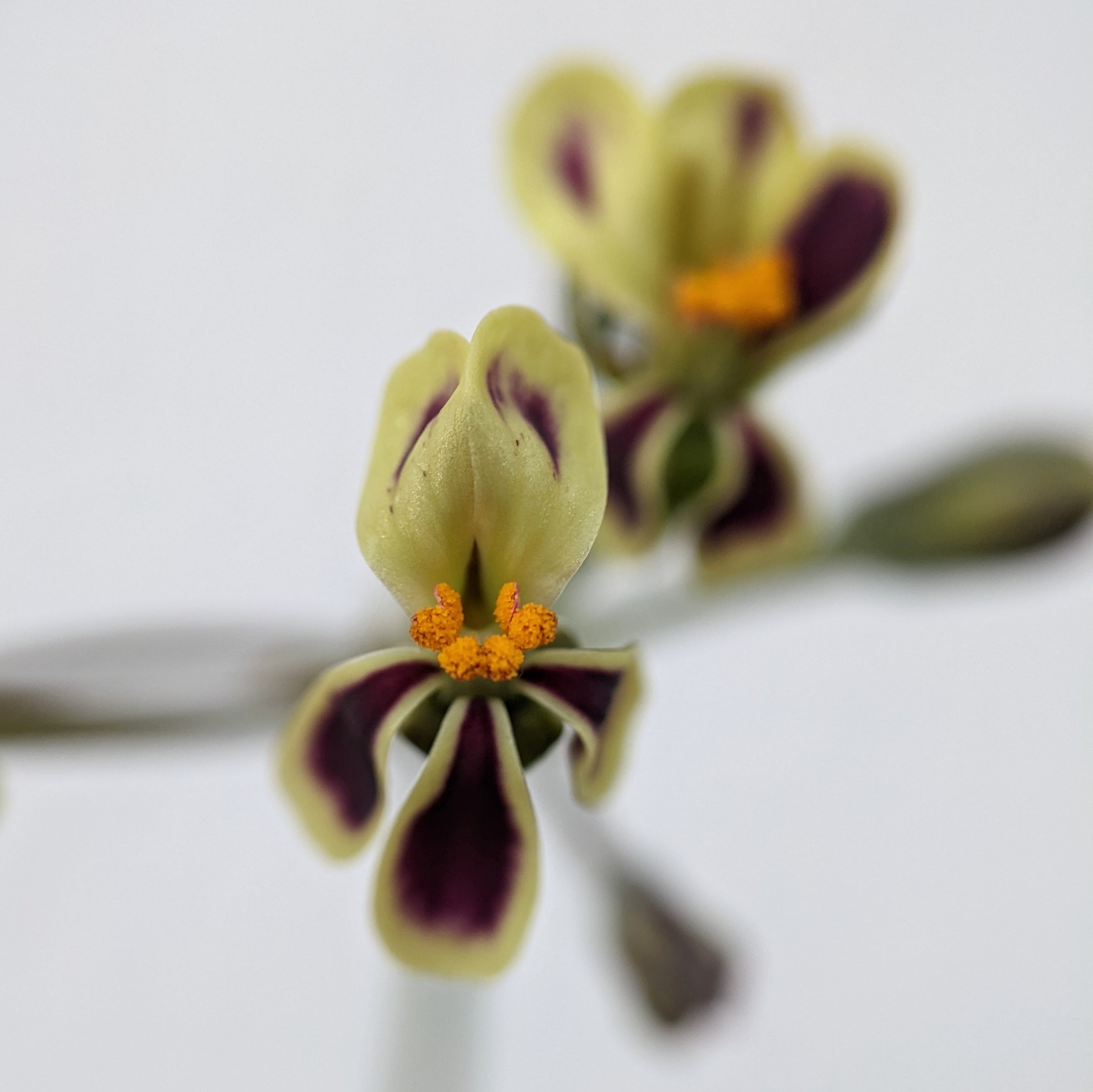 Pelargonium pulverulentum 