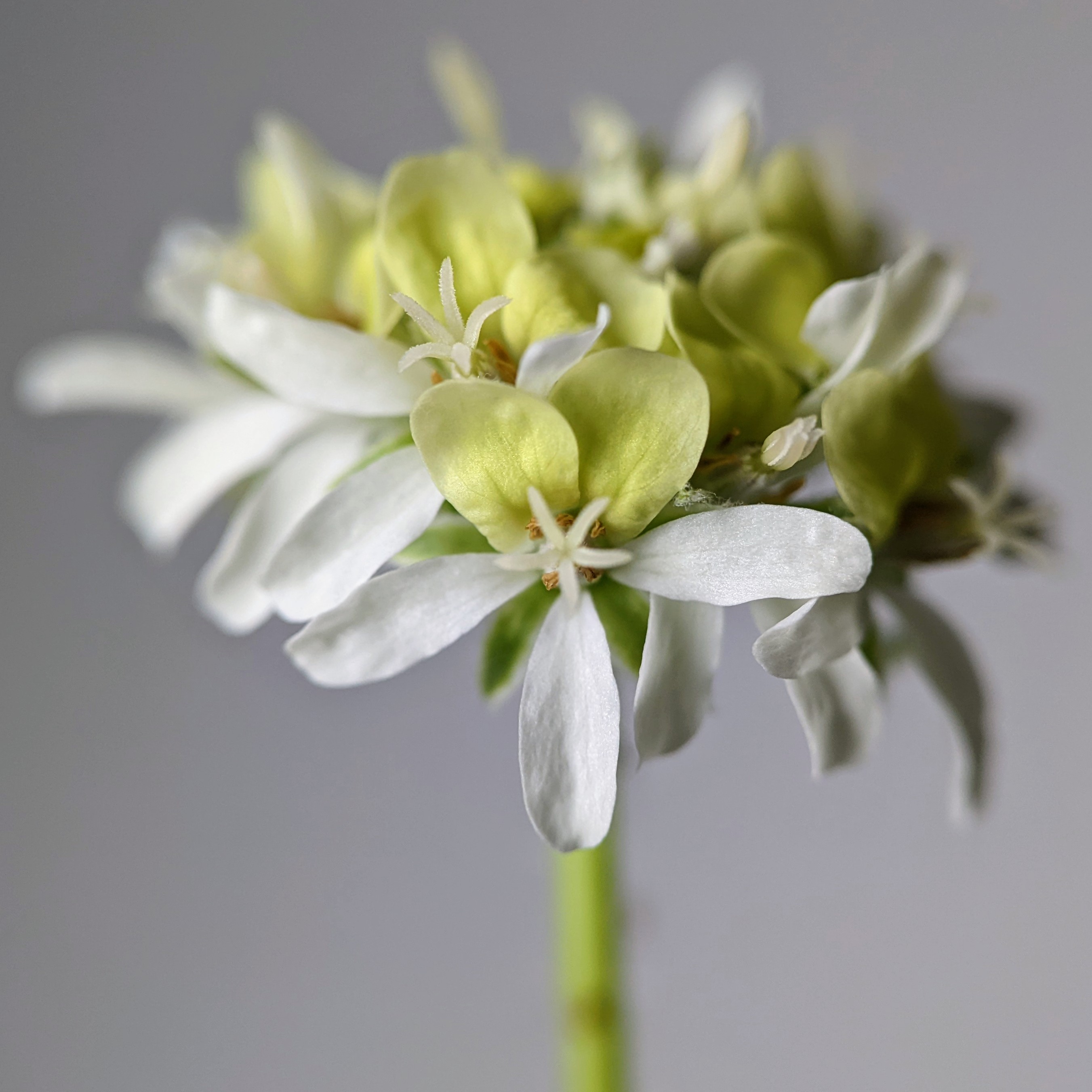 Pelargonium ochroleucum 