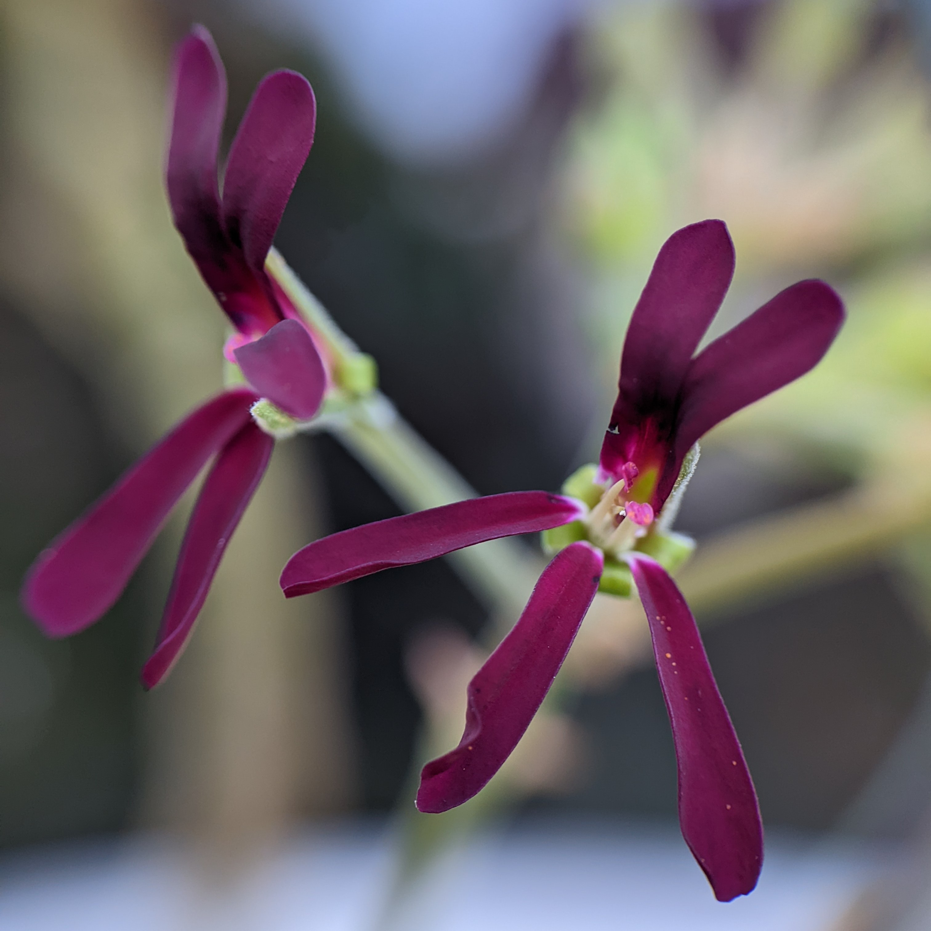Pelargonium sidoides 