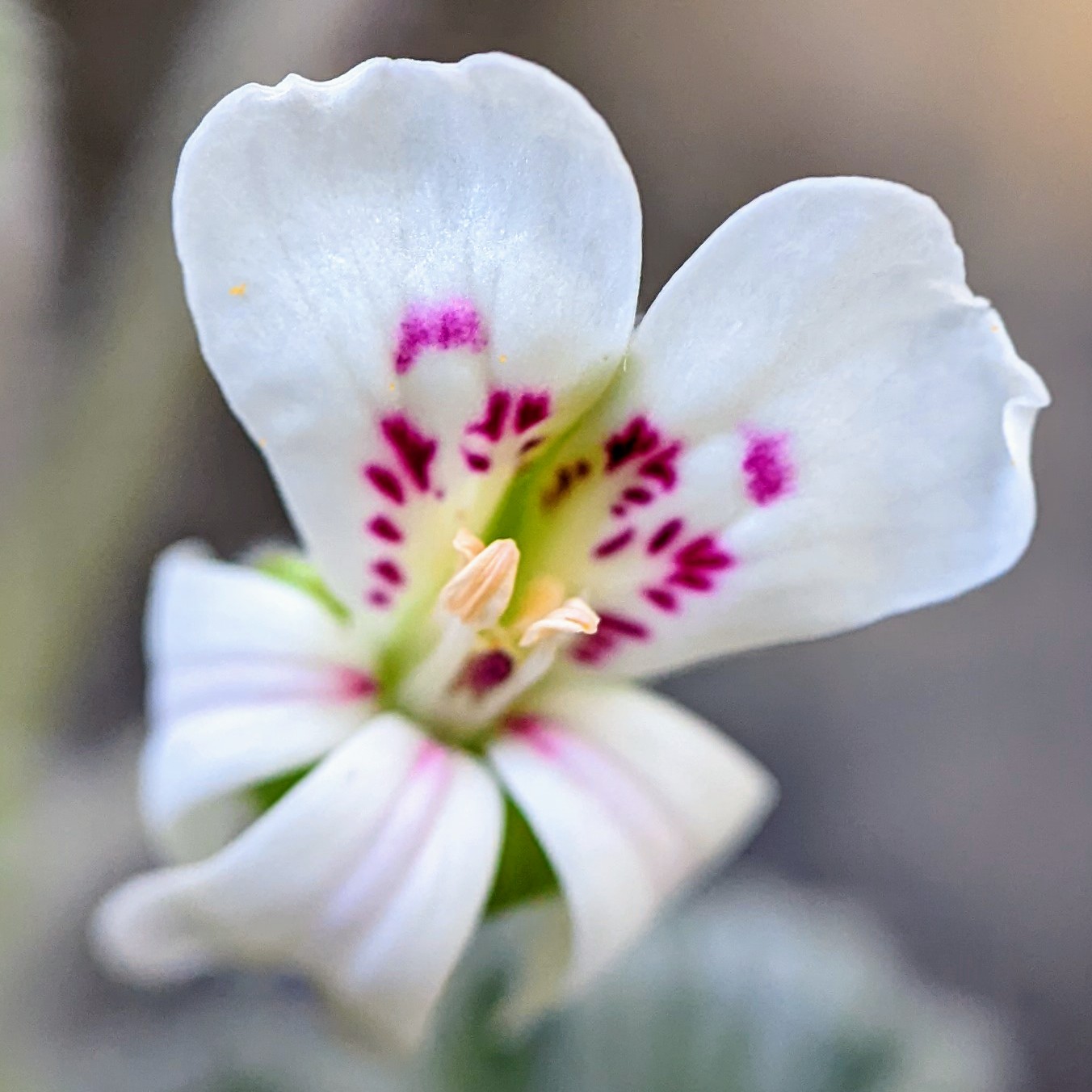 Pelargonium crassicaule aussi appelé P. mirabile 
