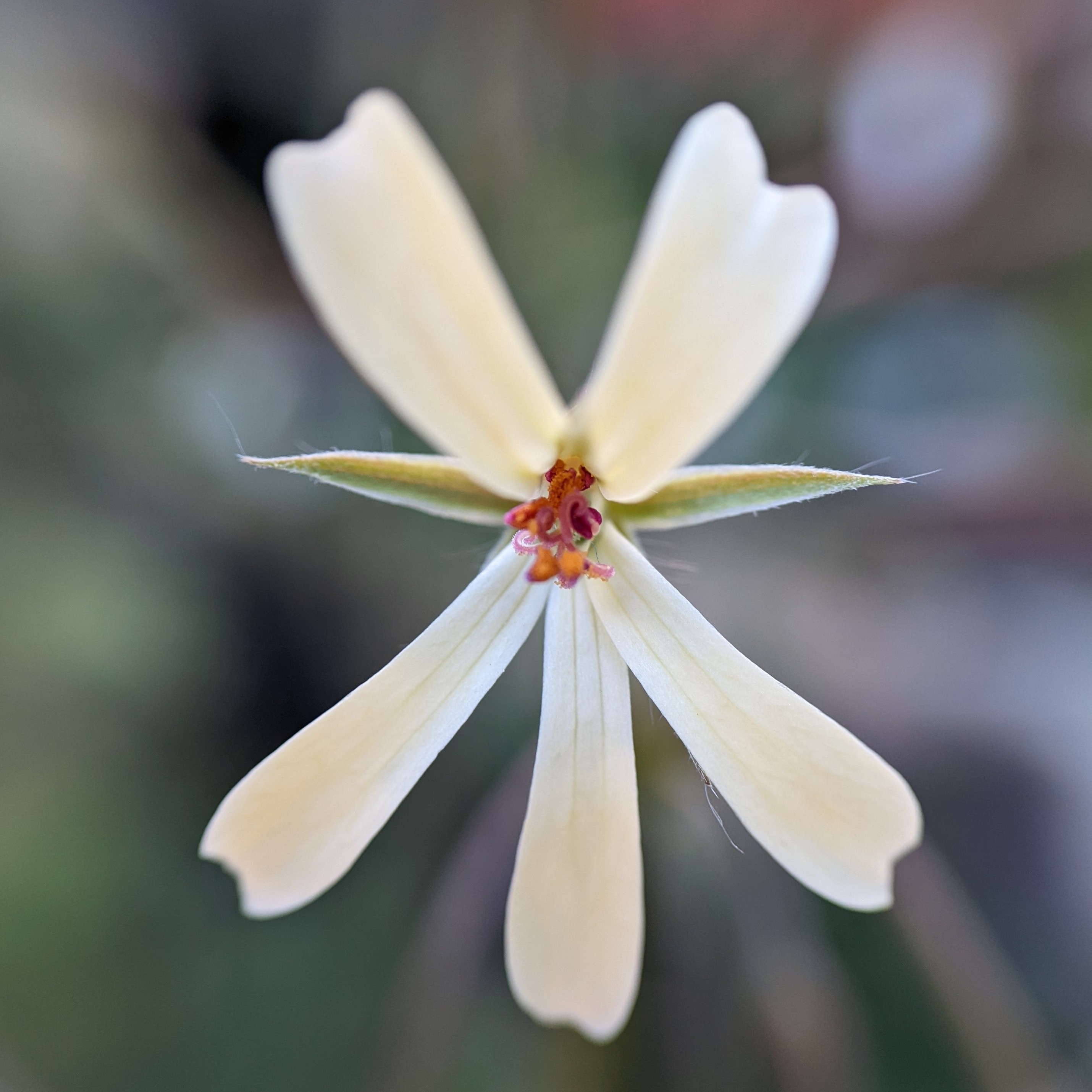 Pelargonium aridum 