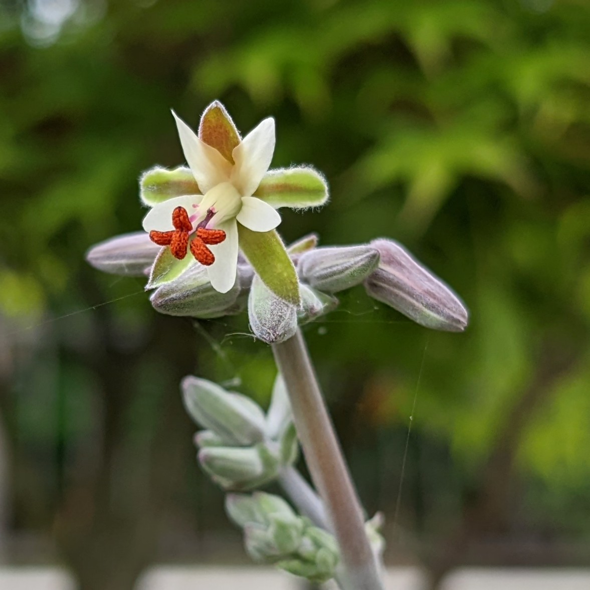 Pelargonium parviflorum 