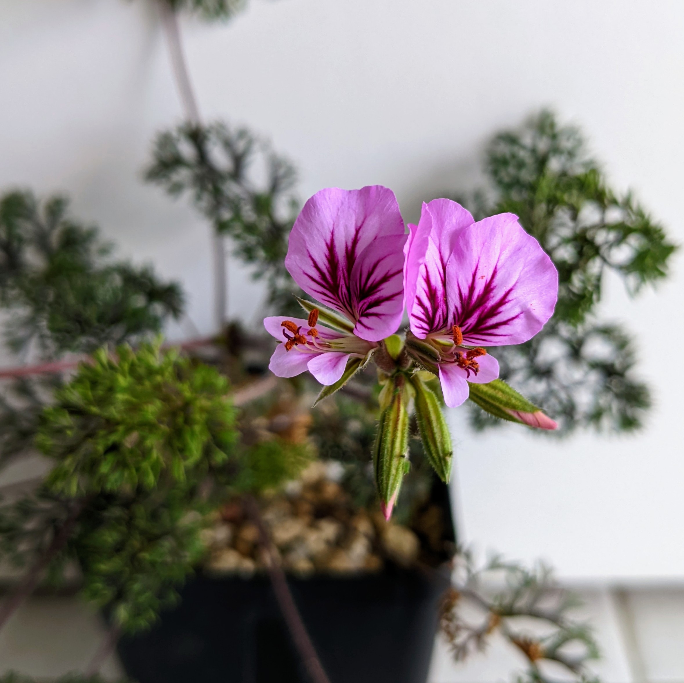 Pelargonium myrrhifolium var. coriandrifolium 