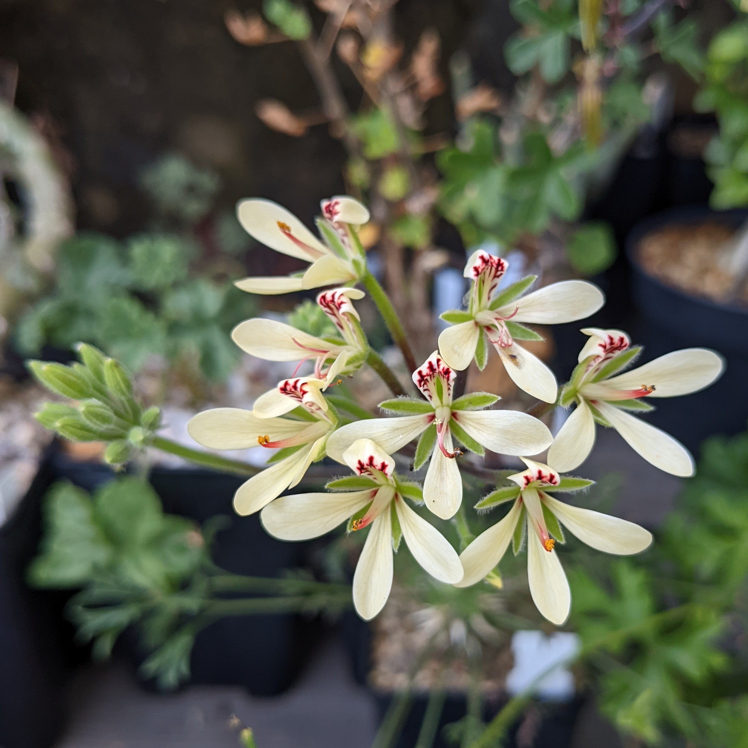 Pelargonium hystrix 