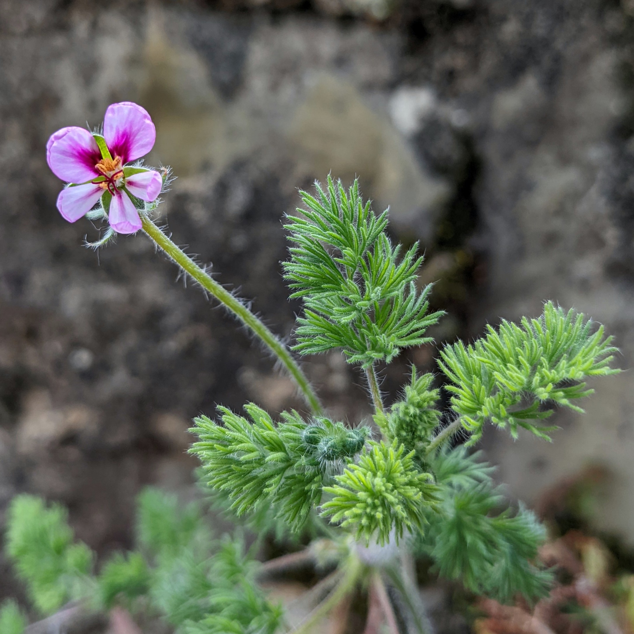 Pelargonium hirtum 