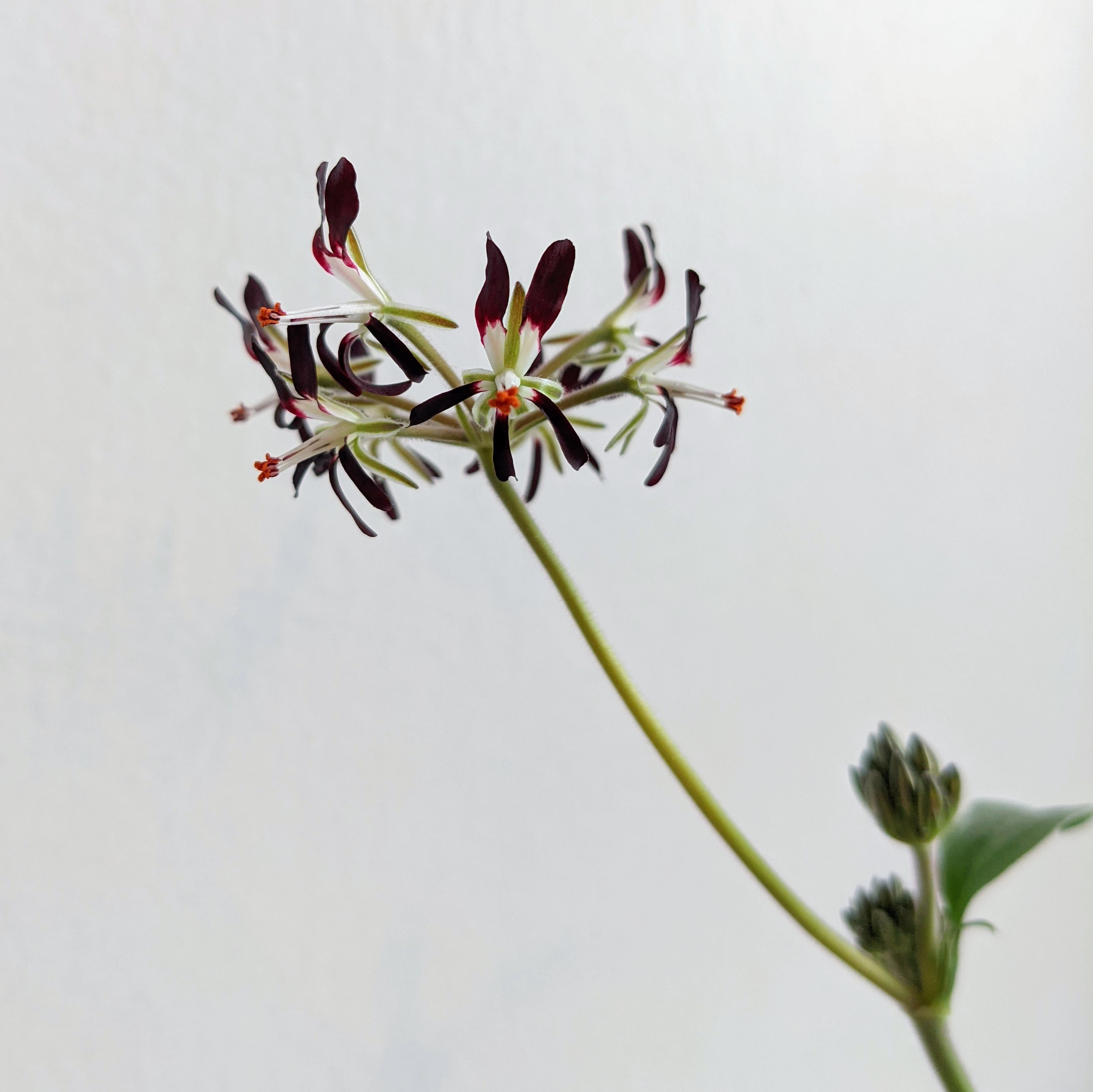 Pelargonium auritum var. auritum 