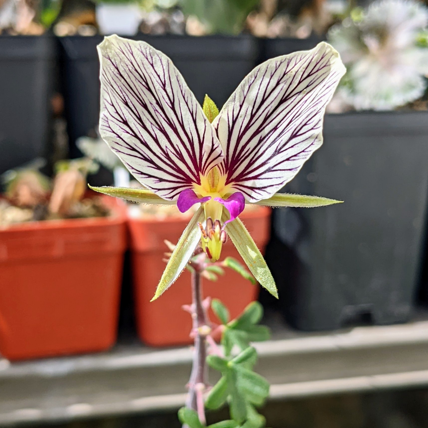Pelargonium praemorsum ssp. speciosum 