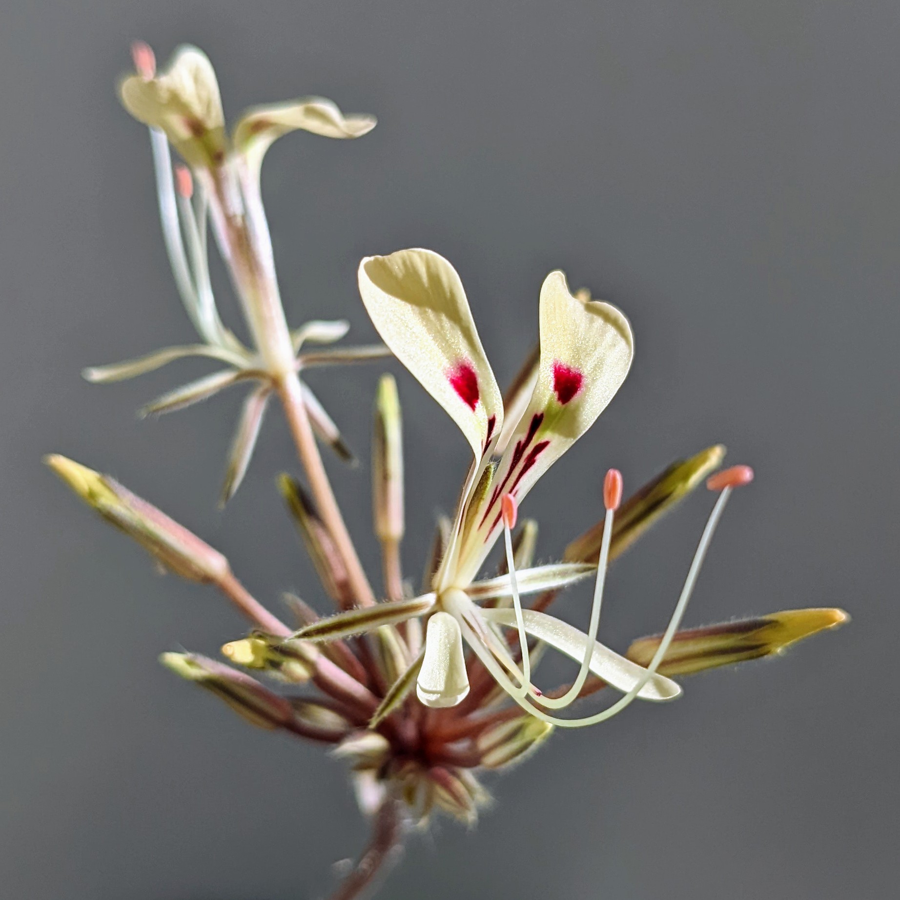 Pelargonium triandrum 