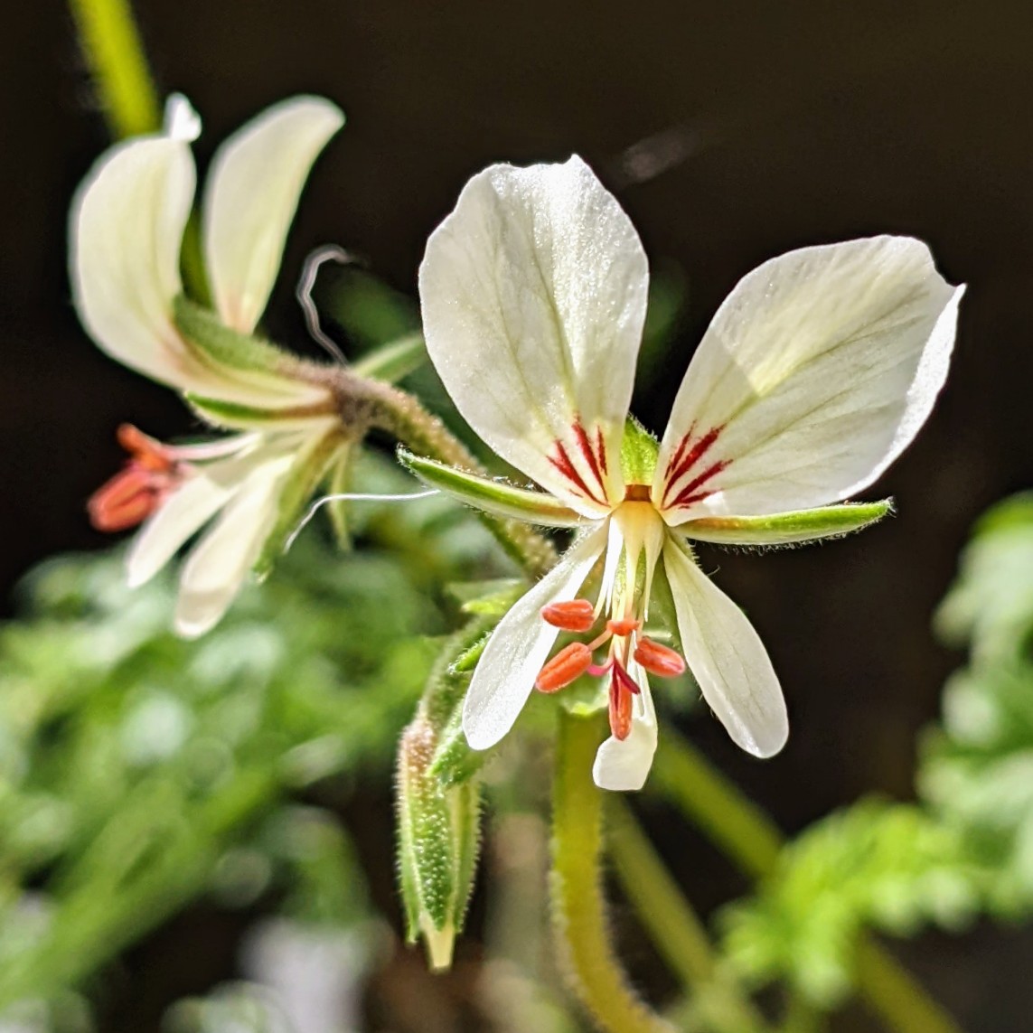 Pelargonium exhibens 