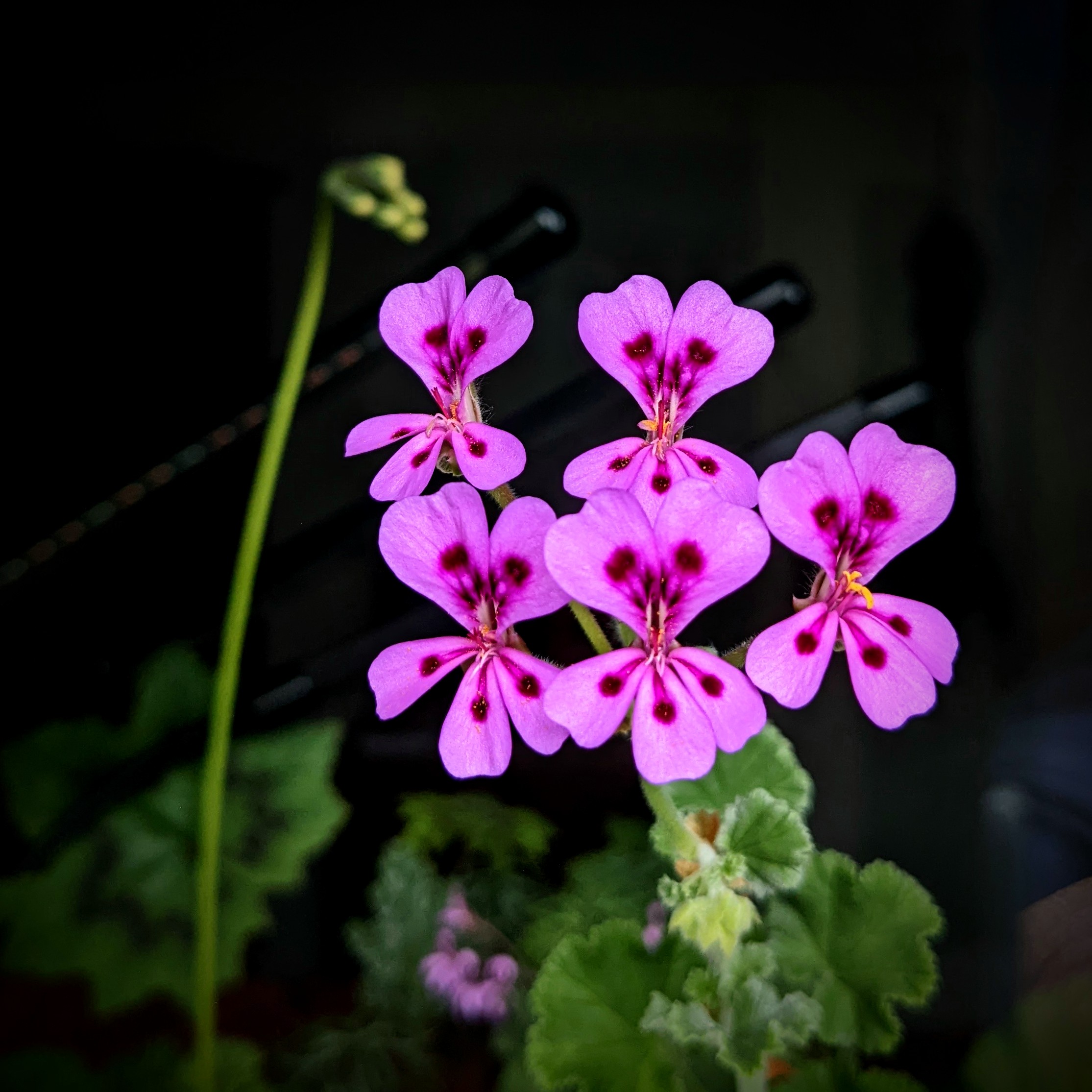 Pelargonium magenteum 