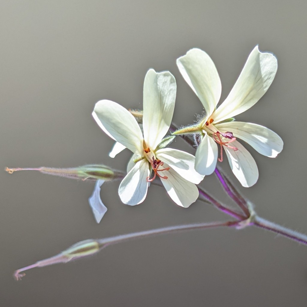 Pelargonium barklyi 