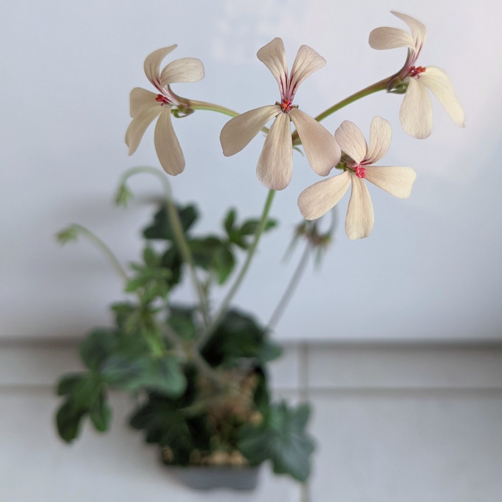 Pelargonium quinquelobatum 