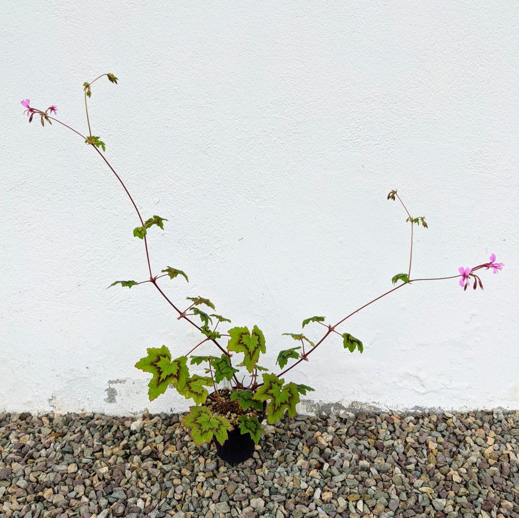 Pelargonium transvaalense 