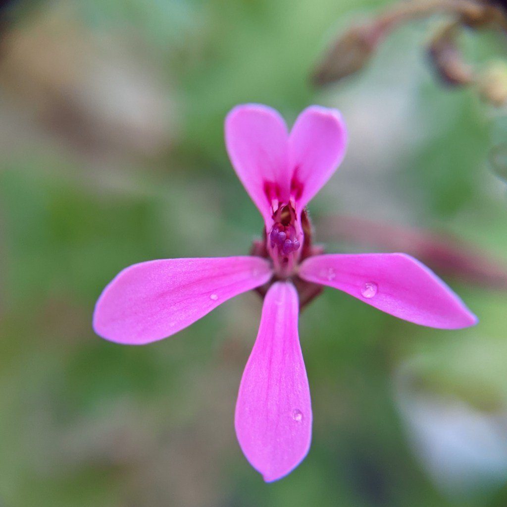 Pelargonium ionidiflorum 