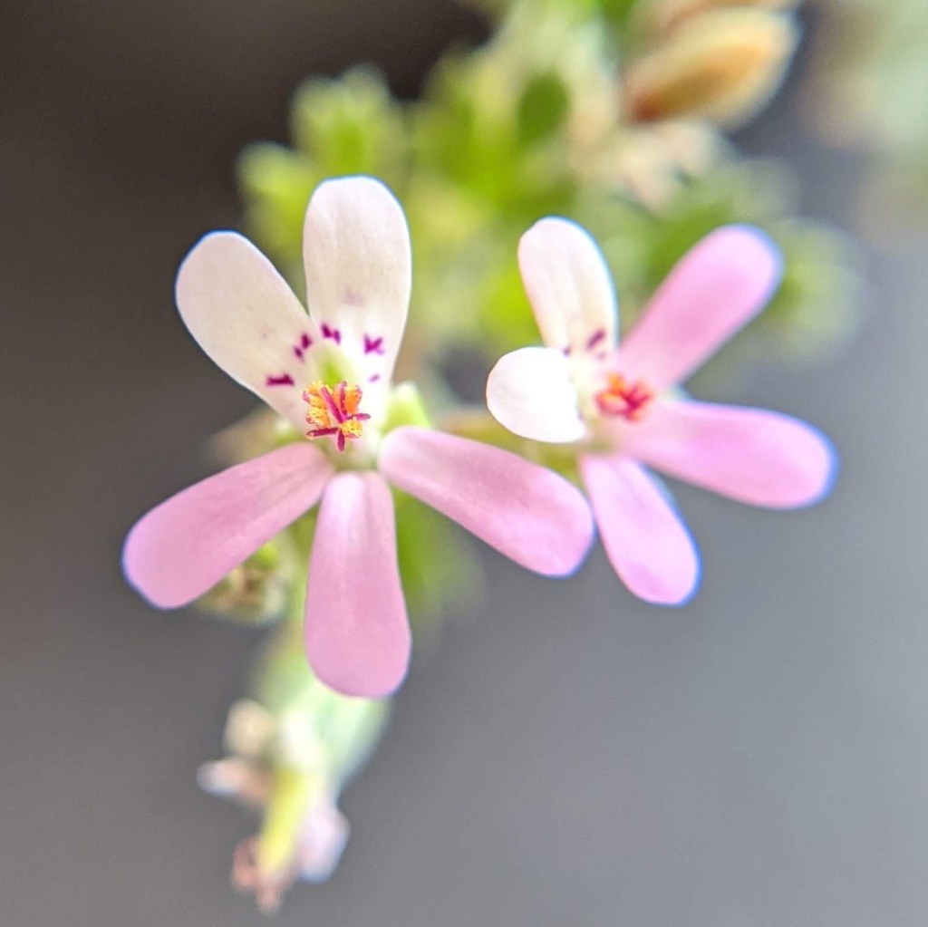 Pelargonium nanum