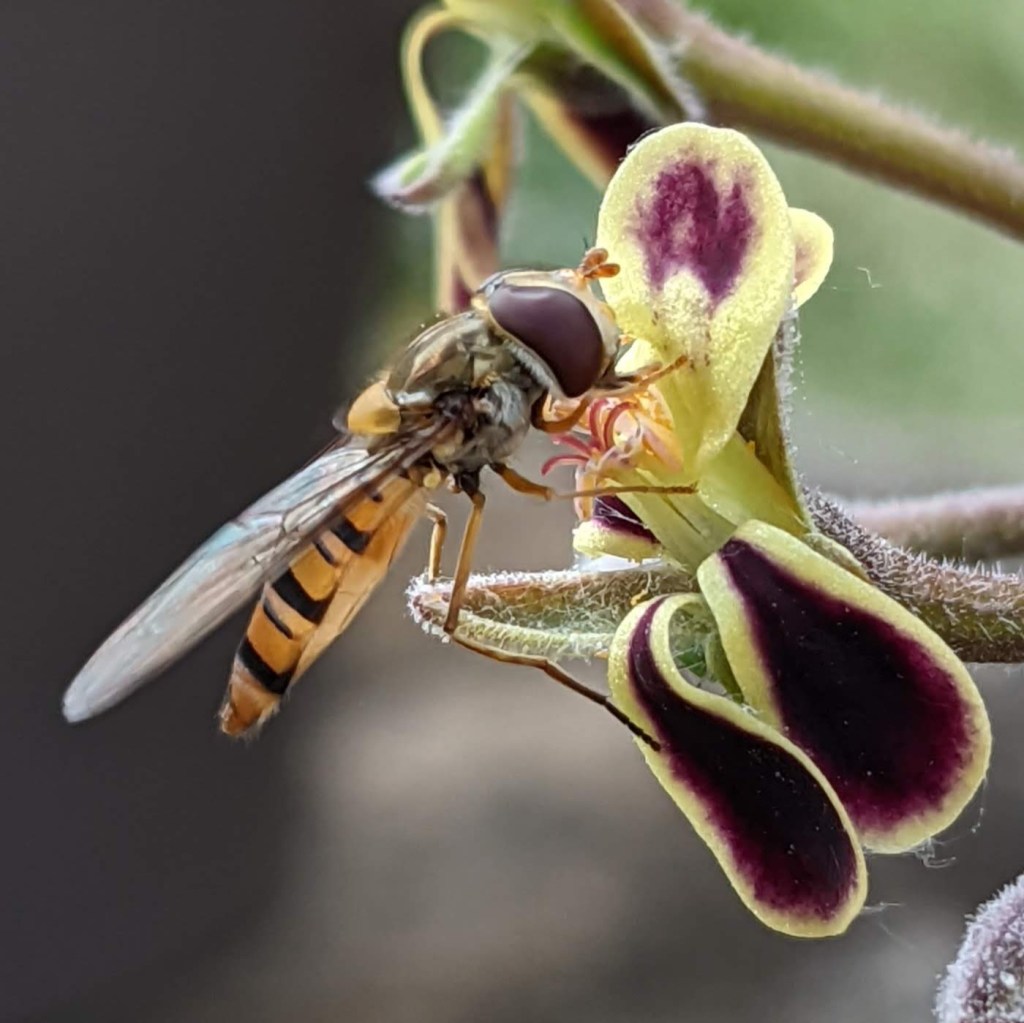 Syrphe sur fleur de Pelargonium pulverulentum 
