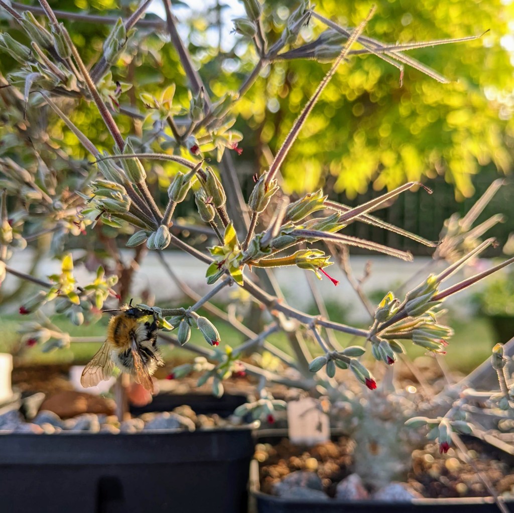 Bombus terrestris (bourdon terrestre) sur fleur de Pelargonium parviflorum 