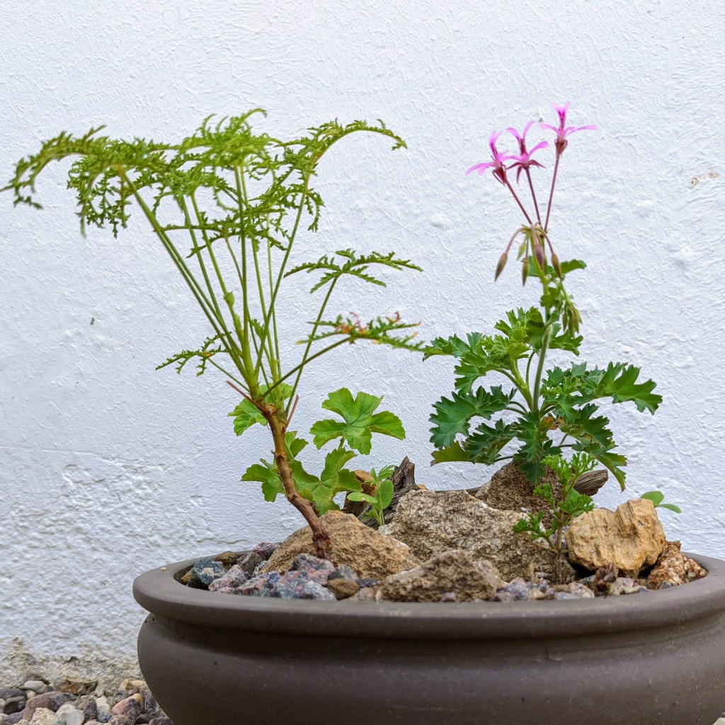 Pelargonium botaniques 